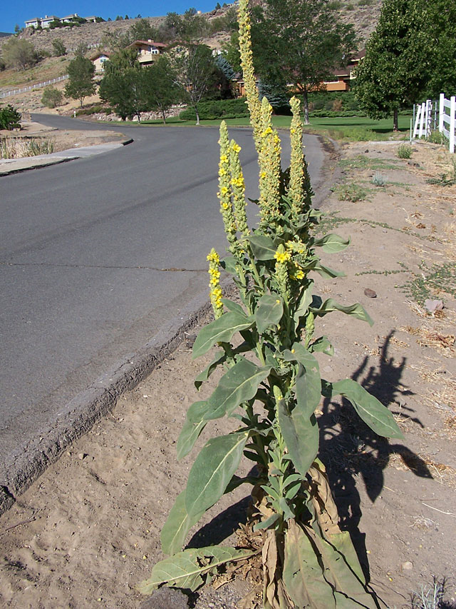 Common Mullein